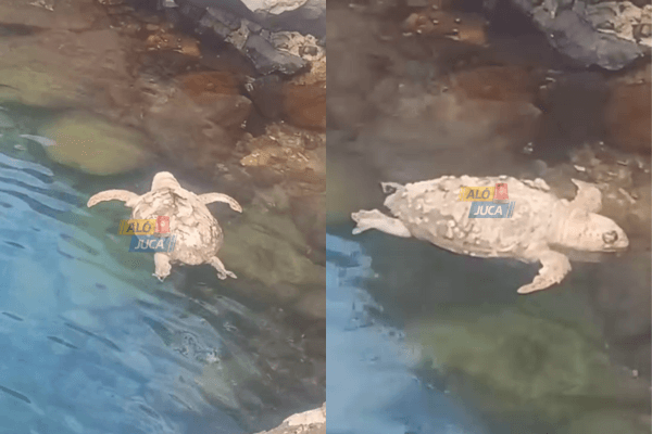 Imagem de Tartaruga marinha é encontrada morta no terminal do Ferry Boat em São Joaquim