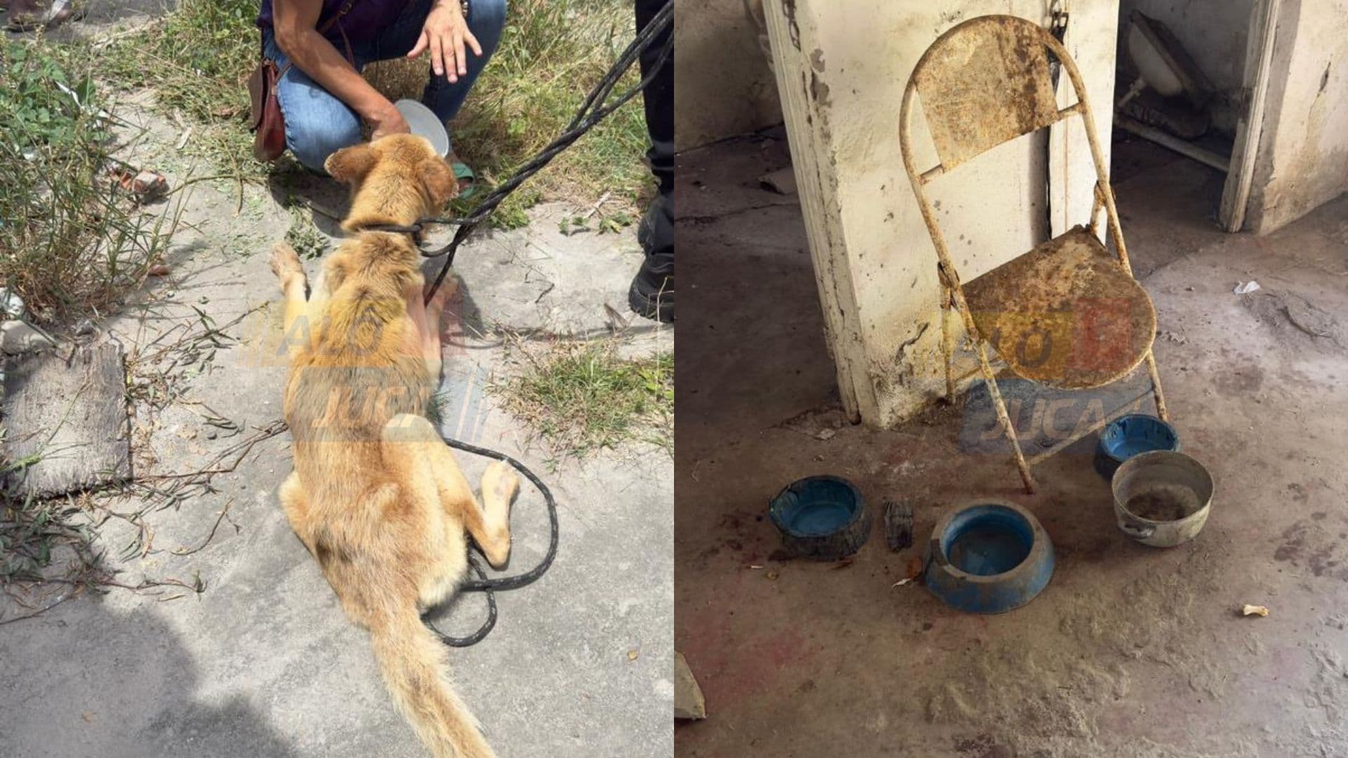 Imagem de CACHORRINHO RESGATADO: mulher é presa por maus-tratos em Feira de Santana durante operação da Polícia Civil